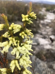 Erica daphniflora