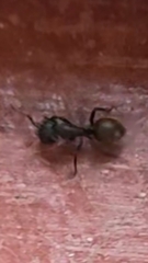 Camponotus chrysurus