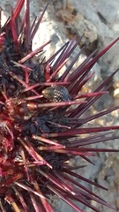 Echinolittorina punctata