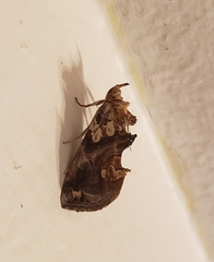 Plusiodonta compressipalpis