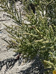 Suaeda linearis