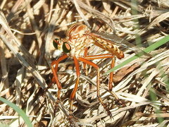Diogmites angustipennis