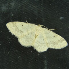 Idaea biselata
