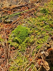 Ctenidium molluscum