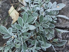 Psephellus marschallianus