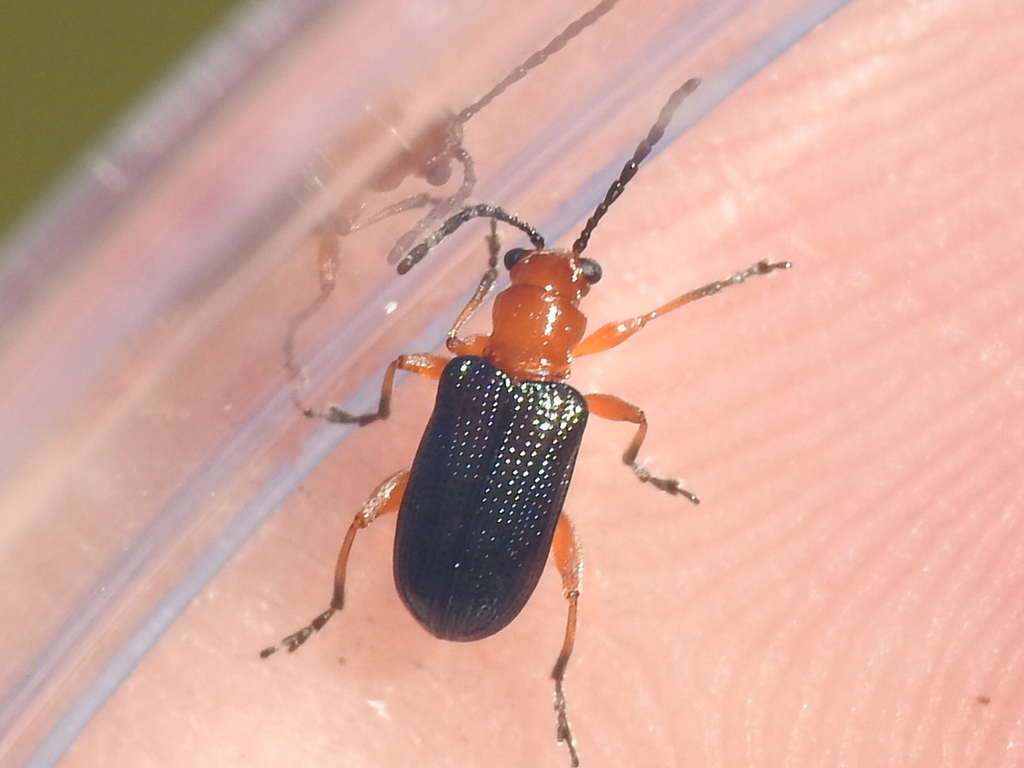 Oulema variabilis