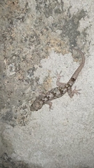 Hemidactylus mabouia