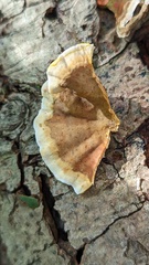 Stereum subtomentosum