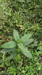 Helianthus tuberosus