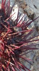 Echinolittorina punctata