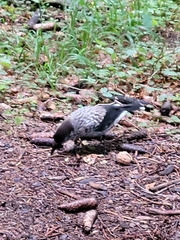 Nucifraga caryocatactes