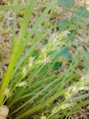Carex divulsa divulsa