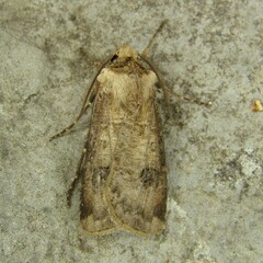 Agrotis clavis