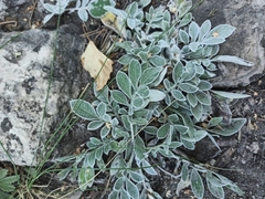 Psephellus marschallianus