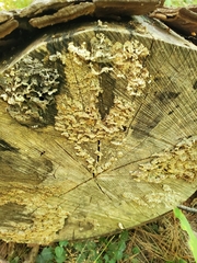 Neoantrodia serialis