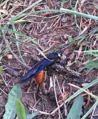 Urocerus cressoni