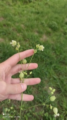 Behenantha