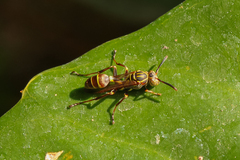 Mischocyttarus mexicanus