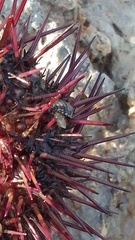 Echinolittorina punctata