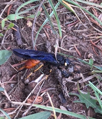 Urocerus cressoni