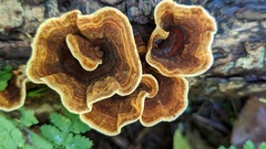 Stereum subtomentosum