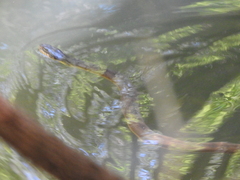 Nerodia erythrogaster