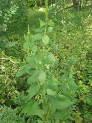 Agastache nepetoides