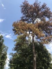 Pinus echinata