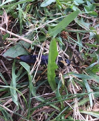 Urocerus cressoni