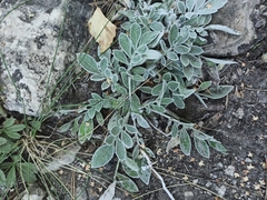 Psephellus marschallianus