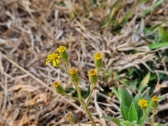 Senecio consanguineus
