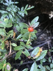 Rosa nitida