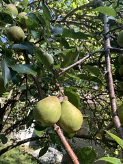 Pyrus communis