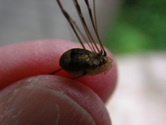 Leiobunum blackwalli