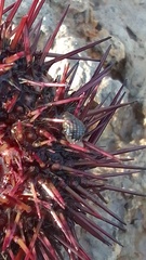 Echinolittorina punctata