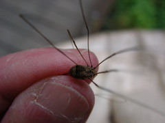 Leiobunum blackwalli