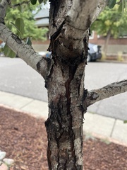 Crataegus phaenopyrum