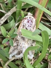 Spodoptera latifascia