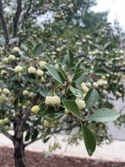 Crataegus phaenopyrum