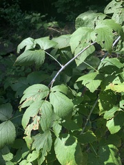Rubus occidentalis