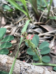 Indigofera spicata