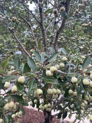 Crataegus phaenopyrum