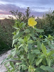 Oenothera glazioviana