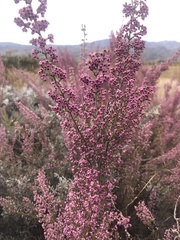 Erica lucida