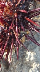 Echinolittorina punctata