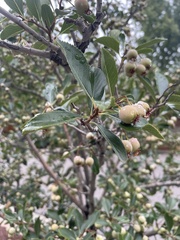 Crataegus phaenopyrum