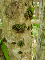 Orthotrichaceae