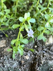 Bacopa monnieri