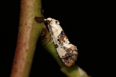 Neocochylis hybridella