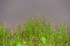 Eleocharis uniglumis